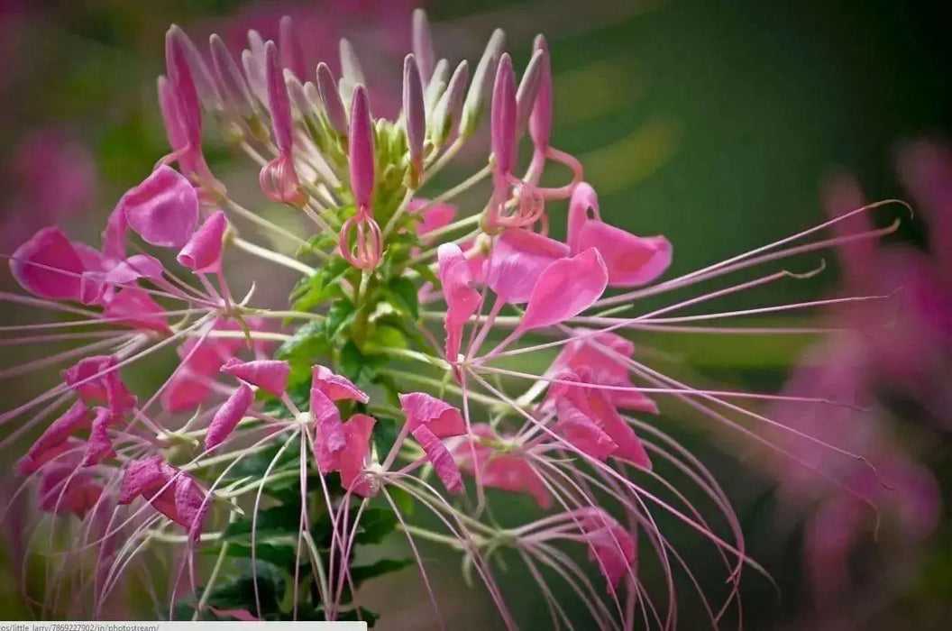 Cleome FLOWERS SEED( Rose Queen) SPIDER FLOWERS - Caribbean garden seed