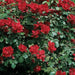 Climbing Rose BUSH (1 Plant) Ornamental, Outdoor - Caribbean garden seed