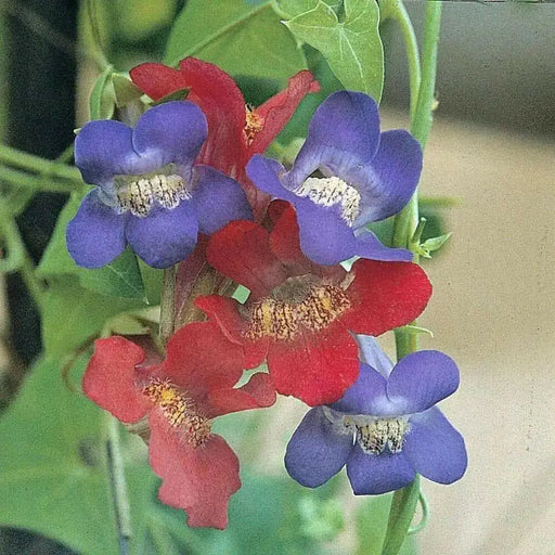 Climbing Snapdragon Seed (Asarina antirrhiniflora (Mixed)) Vine - Caribbean garden seed