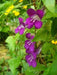 Climbing Snapdragon - Violet, (Perennial Flowers Vine. - Caribbean garden seed