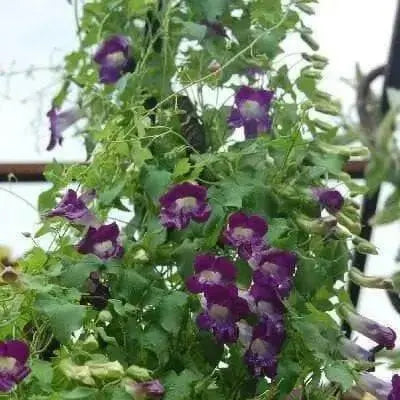 Climbing Snapdragon - Violet, (Perennial Flowers Vine. - Caribbean garden seed