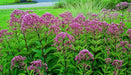 Eupatorium Seeds- Joe Pye Weed ,flowers seeds, One of the most versatile native wildflower plants! - Caribbeangardenseed