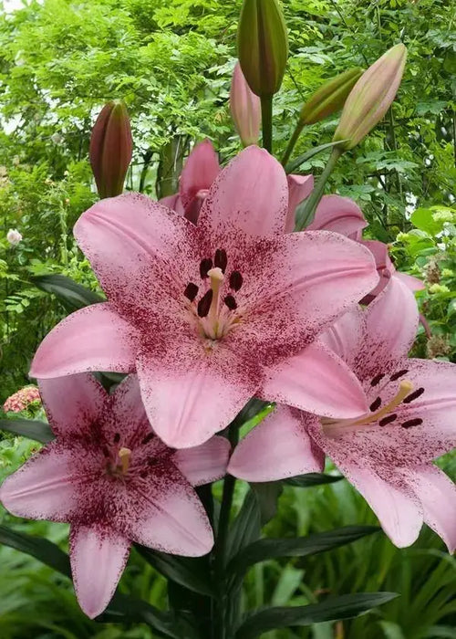 Cogoleto Asiatic Lily Bulbs,Pots Perennial - Caribbeangardenseed