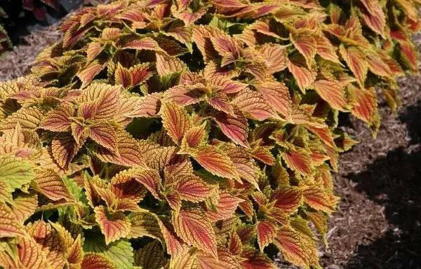 coleus clouds hottie ,LIVE STARTER PLANT, FOLIAGE