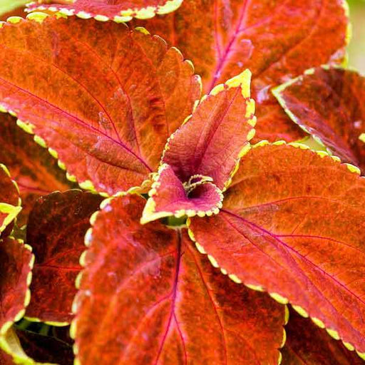 Coleus- Fairway Orange Seeds. Excellent foliage, shade loving annual - Caribbeangardenseed