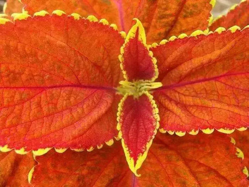 Coleus- Fairway Orange Seeds. Excellent foliage, shade loving annual - Caribbean garden seed