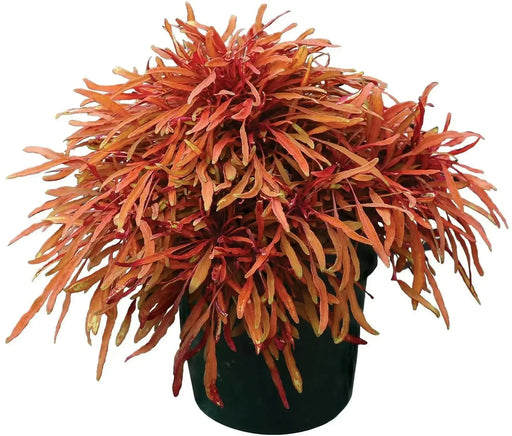COLEUS FANCY FEATHERS COPPER (LIVE STARTER PLANT)  FOLIAGE. - Caribbean garden seed