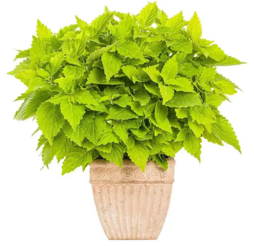 Coleus lime (LIVE STARTER PLANTS ) SHADE LOVING FOLIAGE - Caribbean garden seed