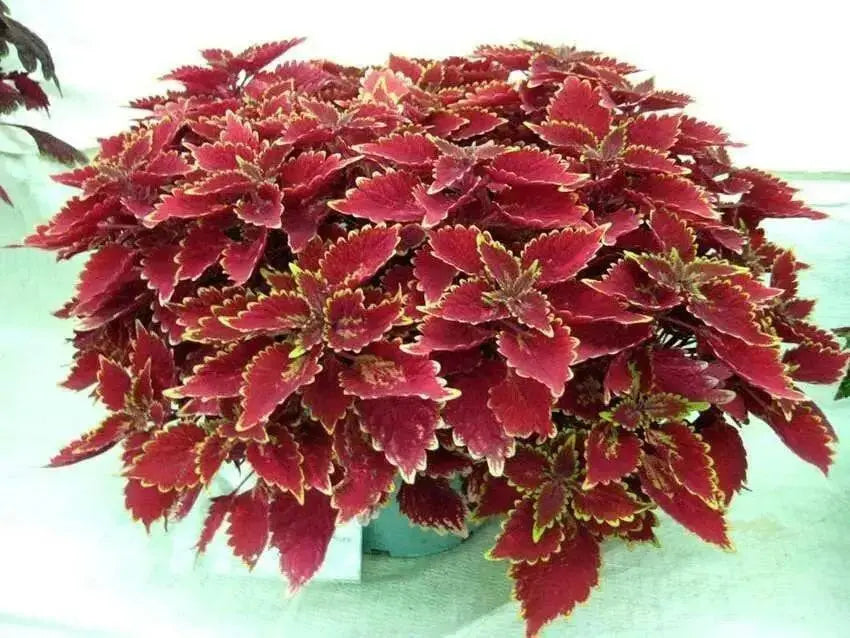 COLEUS RED COAT ,LIVE STARTER PLANT - Caribbean garden seed