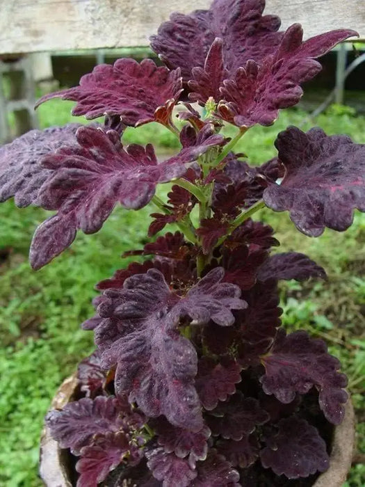 Coleus Seeds-Black Dragon-Intense Color,very Showy,Perfect for adding some intense color into the shade border,Shade Loving, foliage plant - Caribbeangardenseed