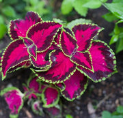 Coleus Seeds - Fairway Rose (Extra-Dwarf) - Caribbean garden seed