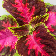 Coleus Seeds - Fairway Rose (Extra-Dwarf) - Caribbean garden seed