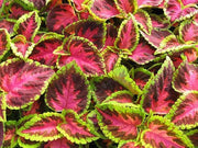 Coleus Seeds - Fairway Rose (Extra-Dwarf) - Caribbean garden seed