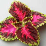 Coleus Seeds - Fairway Rose (Extra-Dwarf) - Caribbean garden seed