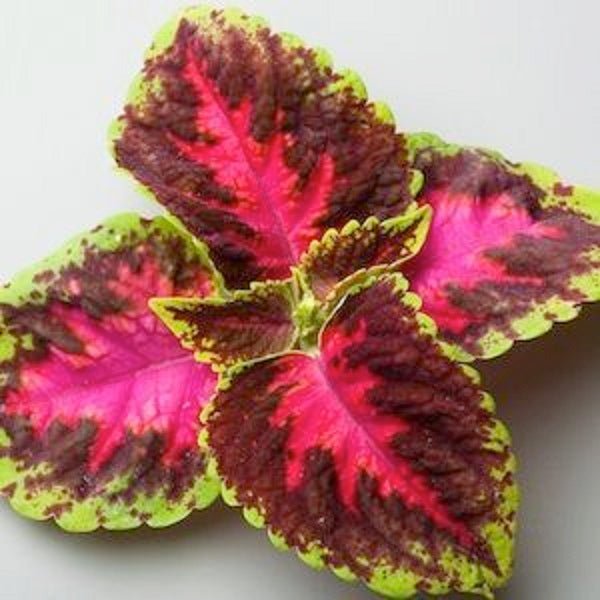 Coleus Seeds - Fairway Rose (Extra-Dwarf) - Caribbean garden seed