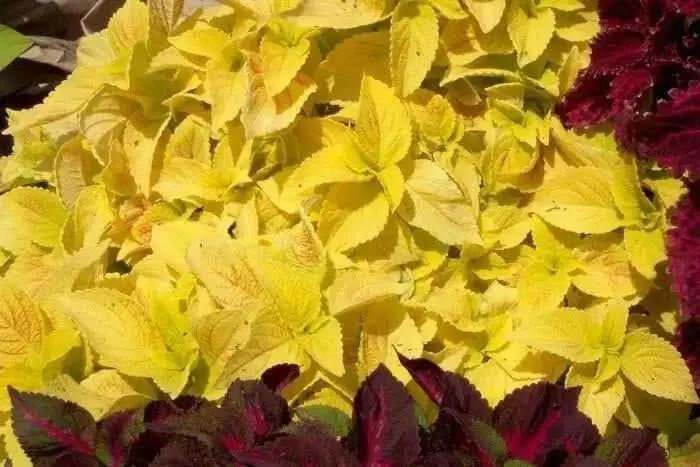 Coleus Seeds ,WIZARD SERIES-Golden- Grow in Shaded Area  ! - Caribbean garden seed