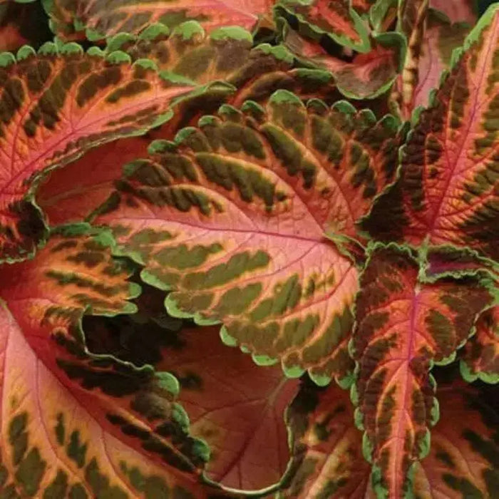 Coleus Wizard ,Coral Sunrise - Very Showy,Easy To Grow, Shade Loving Plant ! - Caribbean garden seed