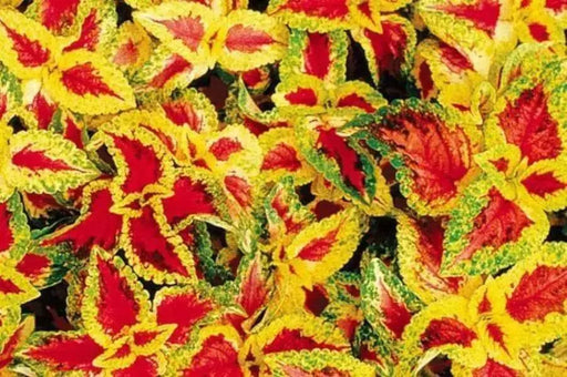 Coleus Wizard Pastel (Solenostemon) Intense Color,very Showy,Perfect for adding  intense color into the shade border,Shade Loving Plant! - Caribbean garden seed