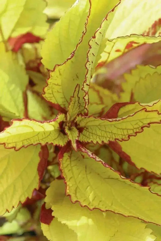 Coleus Wizard Pineapple seeds, shade loving lowers - Caribbean garden seed