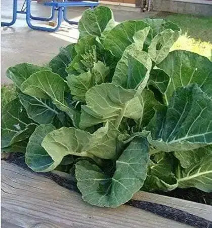 COLLARD  GREENS Seeds, Morris Heading, PERENNIAL VEGETABLE - Caribbean garden seed