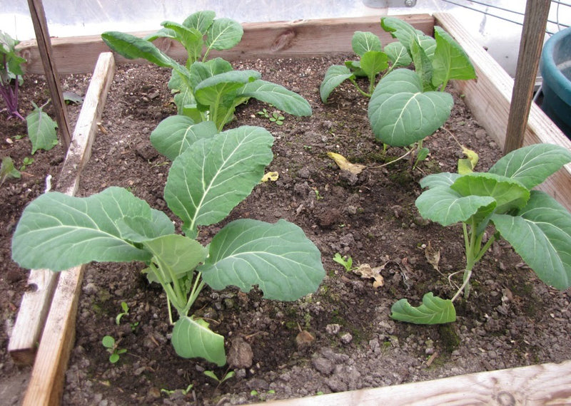 Top Bunch Collard Green - 4 Live Plants