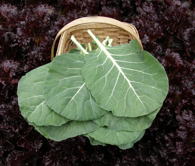 Georgia Southern Collard Starter Plants - Live Vegetable Plants