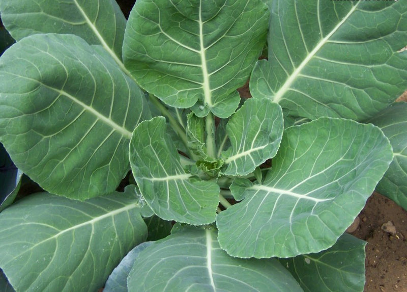 Top Bunch Collard Green - 4 Live Plants
