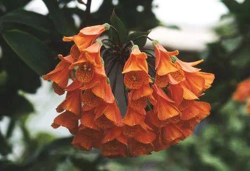 Colombian Climbing Lily SEEDS (Bomarea multiflora) TROPICAL VINE - Caribbeangardenseed