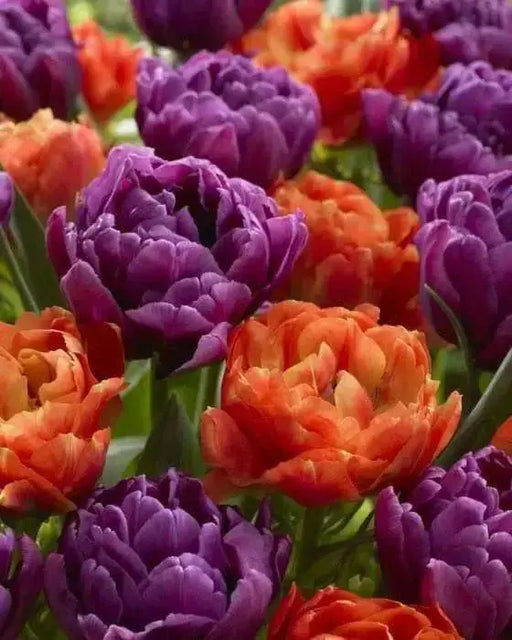 Color Burst Tulip Bulbs,double purple blooms, FALL PLANTING - Caribbean garden seed