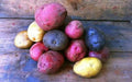 Color Mix-POTATO Seeds (Color mix) Blue, Red, Yellow, White, - Caribbean garden seed