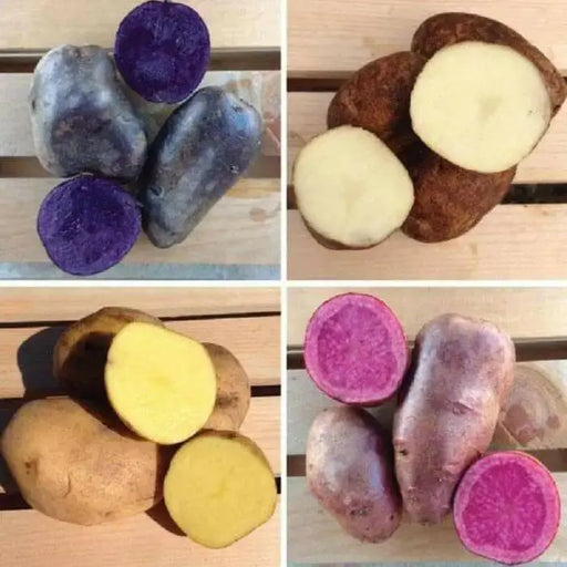 Color Mix-POTATO Seeds (Color mix) Blue, Red, Yellow, White, - Caribbean garden seed