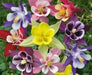 Columbine Seed  (McKana Giants Mix) Perennial FLOWERS - Caribbean garden seed