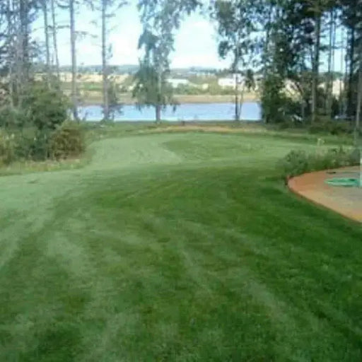 Combat Extreme Lawn Grass Seeds .Transition Zone, Grass Seed blend, three way turf type fescue grass seed - Caribbean garden seed