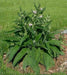 Comfrey Seed, Non-GMO HERB - Caribbean garden seed