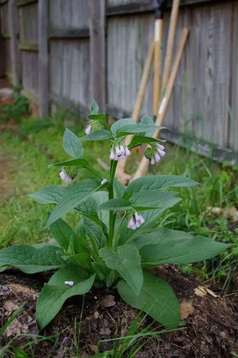 Comfrey Seed, Non-GMO HERB - Caribbean garden seed