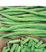 Commodore Bush Bean Seeds. The round stringless and meaty pods make it an excellent home garden bean - Caribbean garden seed