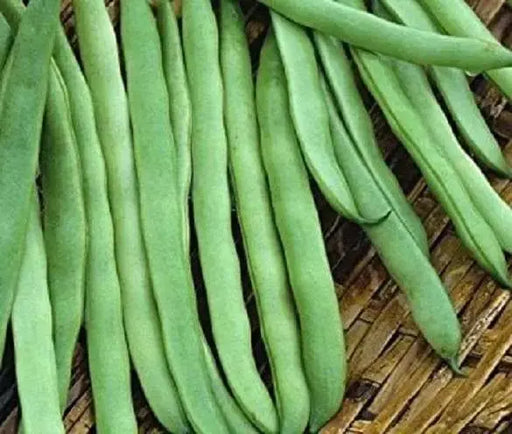 Commodore Bush Bean Seeds. The round stringless and meaty pods make it an excellent home garden bean - Caribbeangardenseed