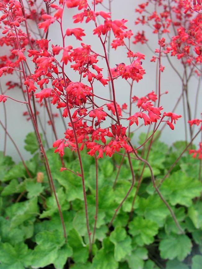Coral Bell Seeds - Heuchera sanguinea 'Vivid' - Caribbean garden seed