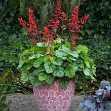 Coral Bell Seeds - Heuchera sanguinea 'Vivid' - Caribbean garden seed
