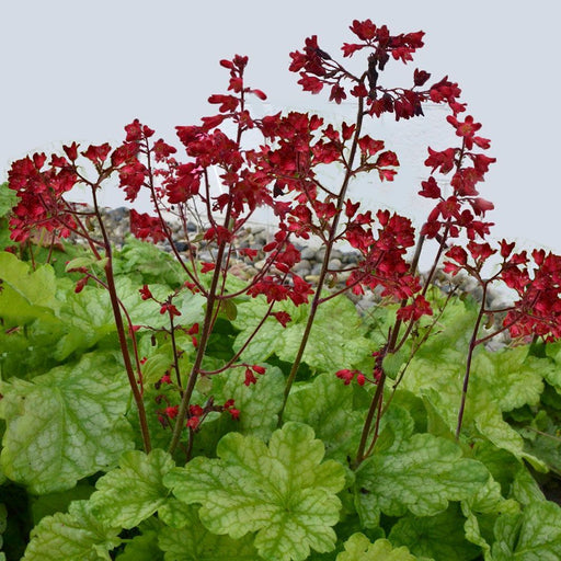 Coral Bell Seeds - Heuchera sanguinea 'Vivid' - Caribbean garden seed