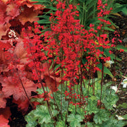 Coral Bell Seeds - Heuchera sanguinea 'Vivid' - Caribbean garden seed