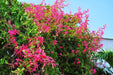 Coral vine seed, AKA Chinese Love Vine,Mexican Creeper, Desert Bleeding Heart - Caribbeangardenseed