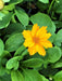 Coreopsis Auriculate Nana, Live starter plant, perennial flowers (Copy) - Caribbean garden seed
