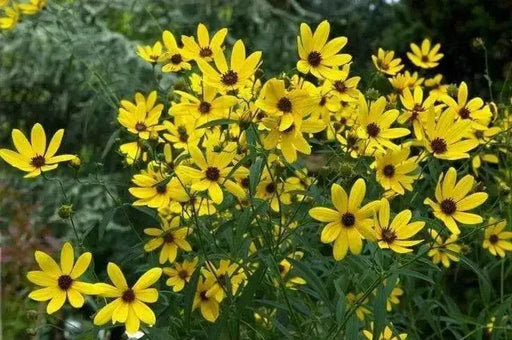 Coreopsis Flowers seed  YELLOW Tickseed, PERENNIAL - Caribbean garden seed