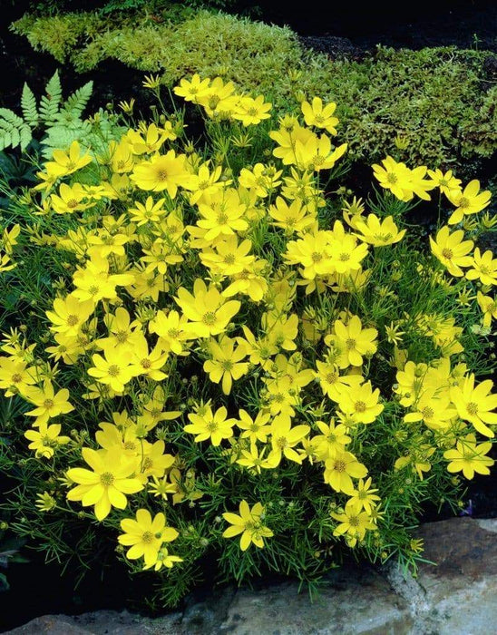 Coreopsis Bareroot (Threadleaf) Perennial flowers - Caribbeangardenseed