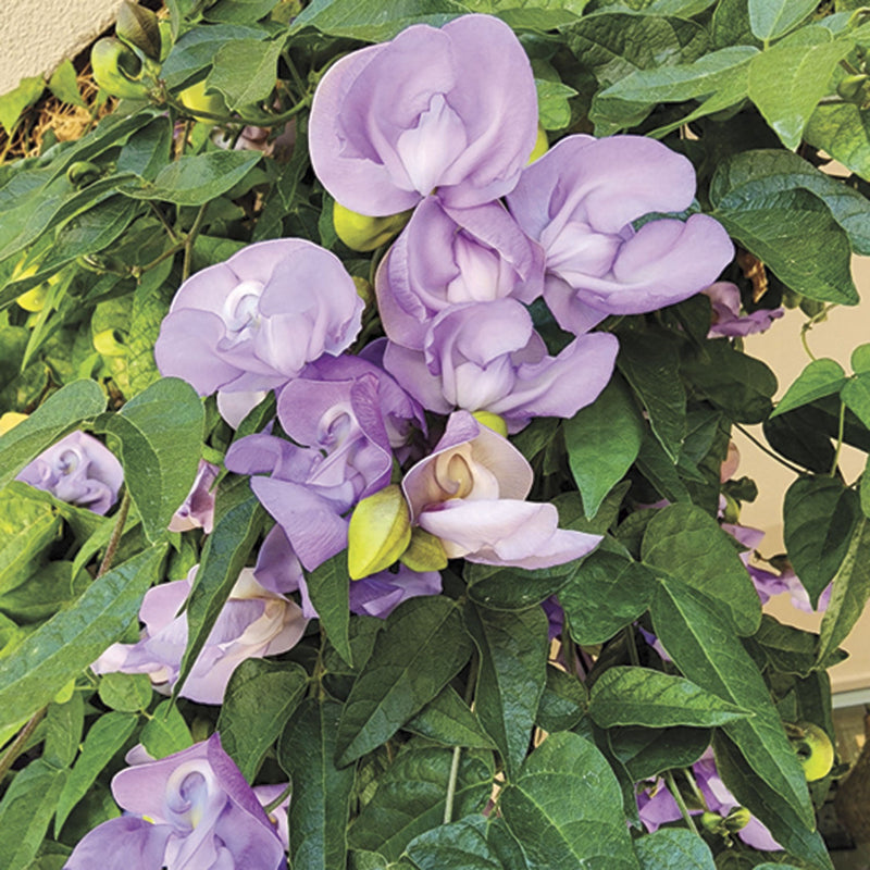 Corkscrew Vine Seeds – 10 Pack - Caribbean garden seed