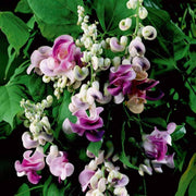 Corkscrew Vine Seeds – 10 Pack - Caribbean garden seed