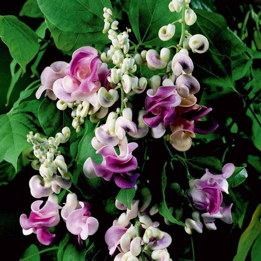 Corkscrew Vine Seeds – 10 Pack - Caribbean garden seed
