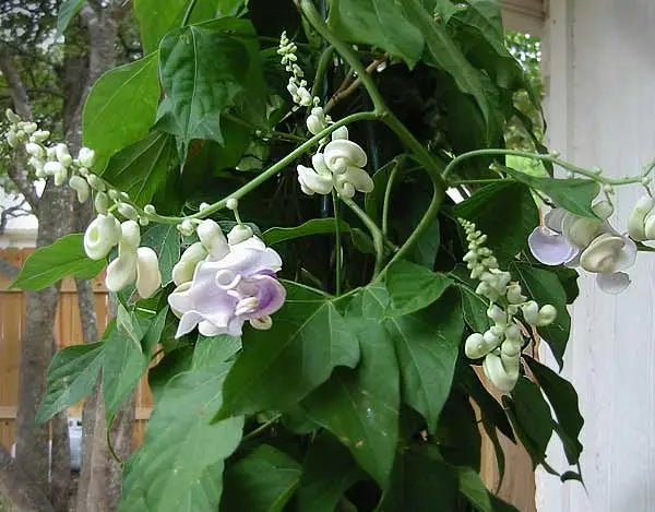 Corkscrew Vine Seeds – 10 Pack - Caribbean garden seed