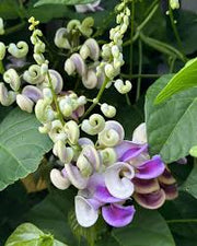 Corkscrew Vine Seeds – 10 Pack - Caribbean garden seed